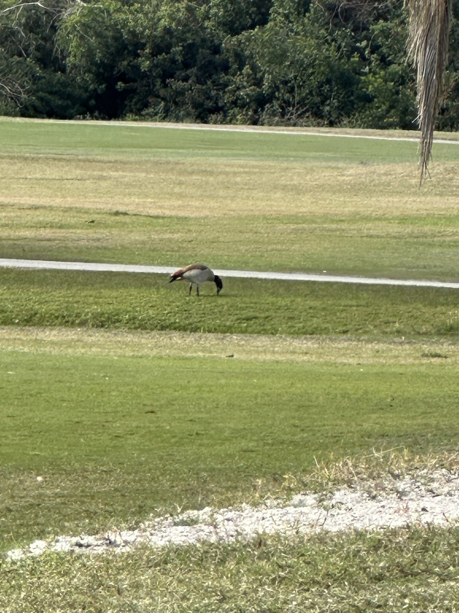 husice nilská - ML628723712