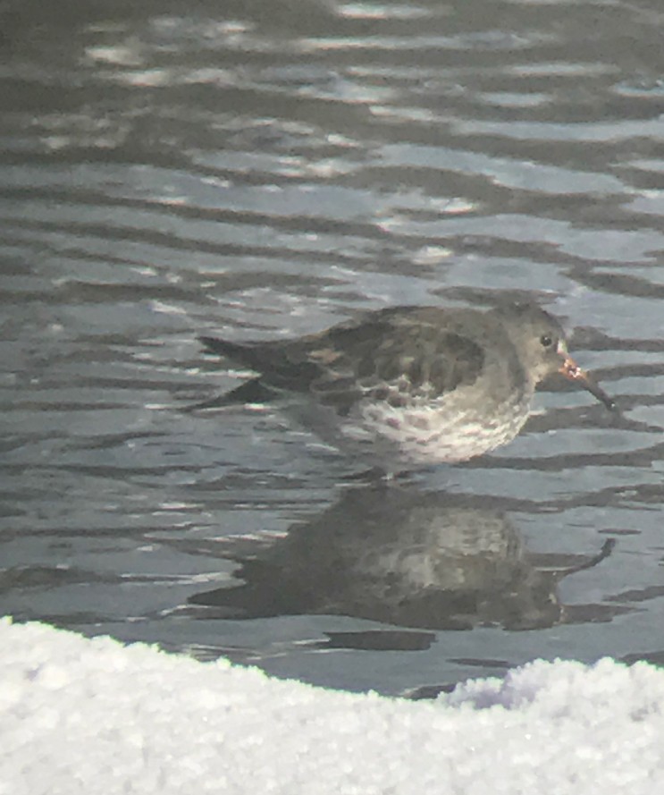 Purple Sandpiper - ML628723786