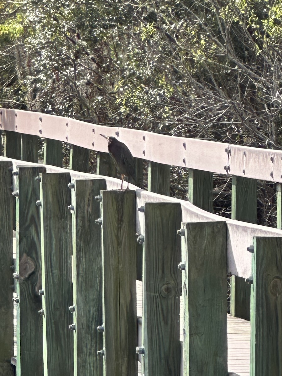 volavka zelenavá - ML628723813