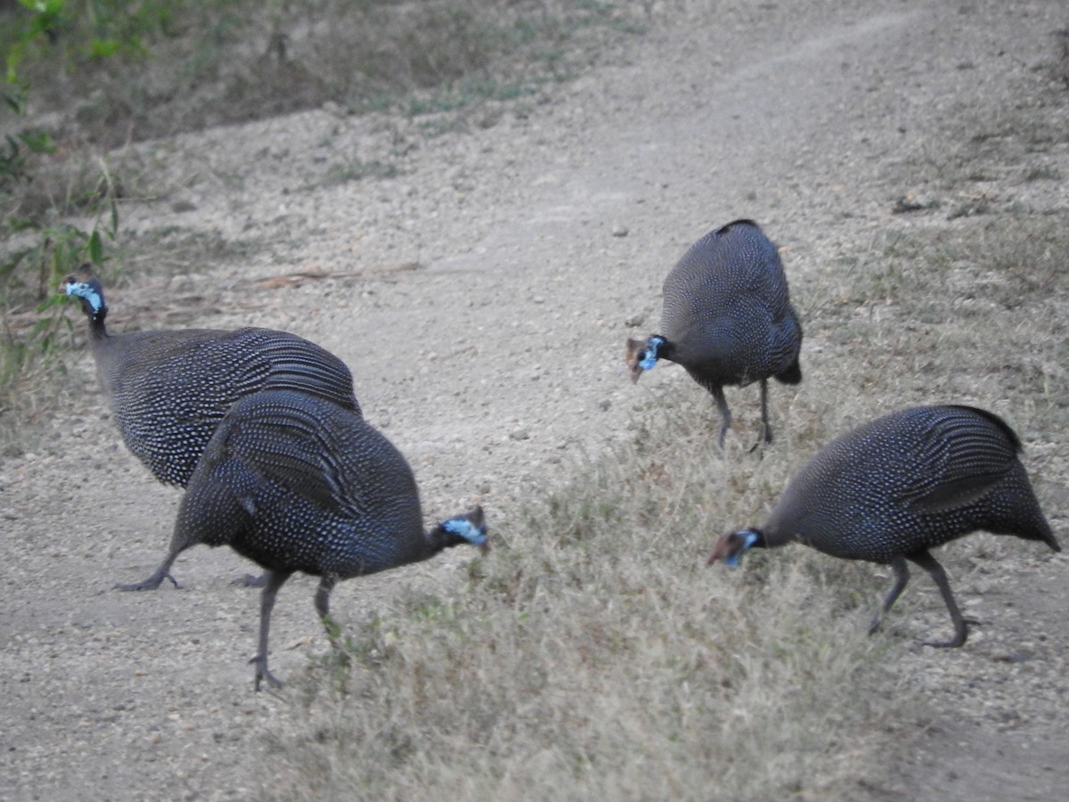 Helmeted Guineafowl - ML628723992
