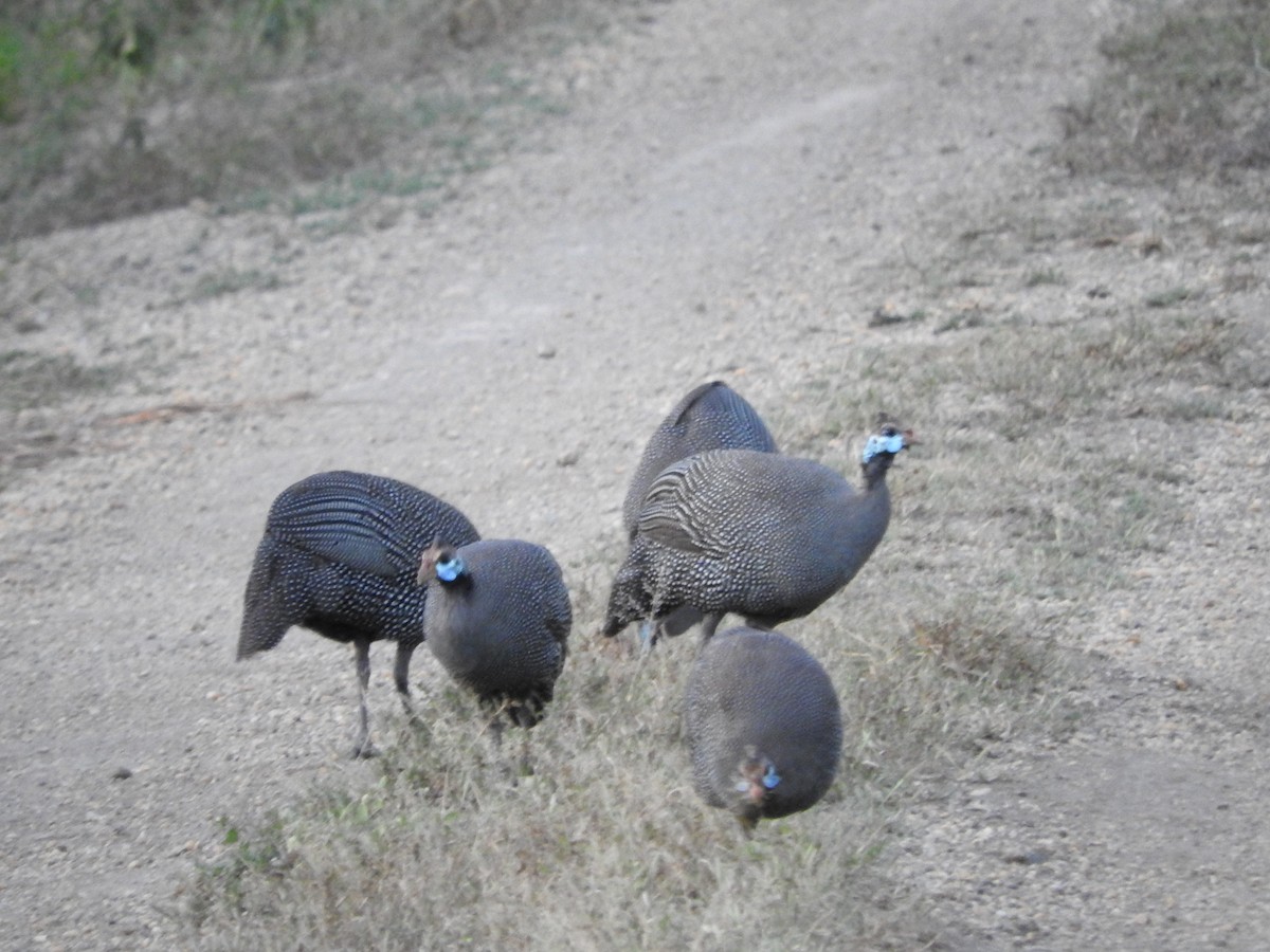 Helmeted Guineafowl - ML628723993