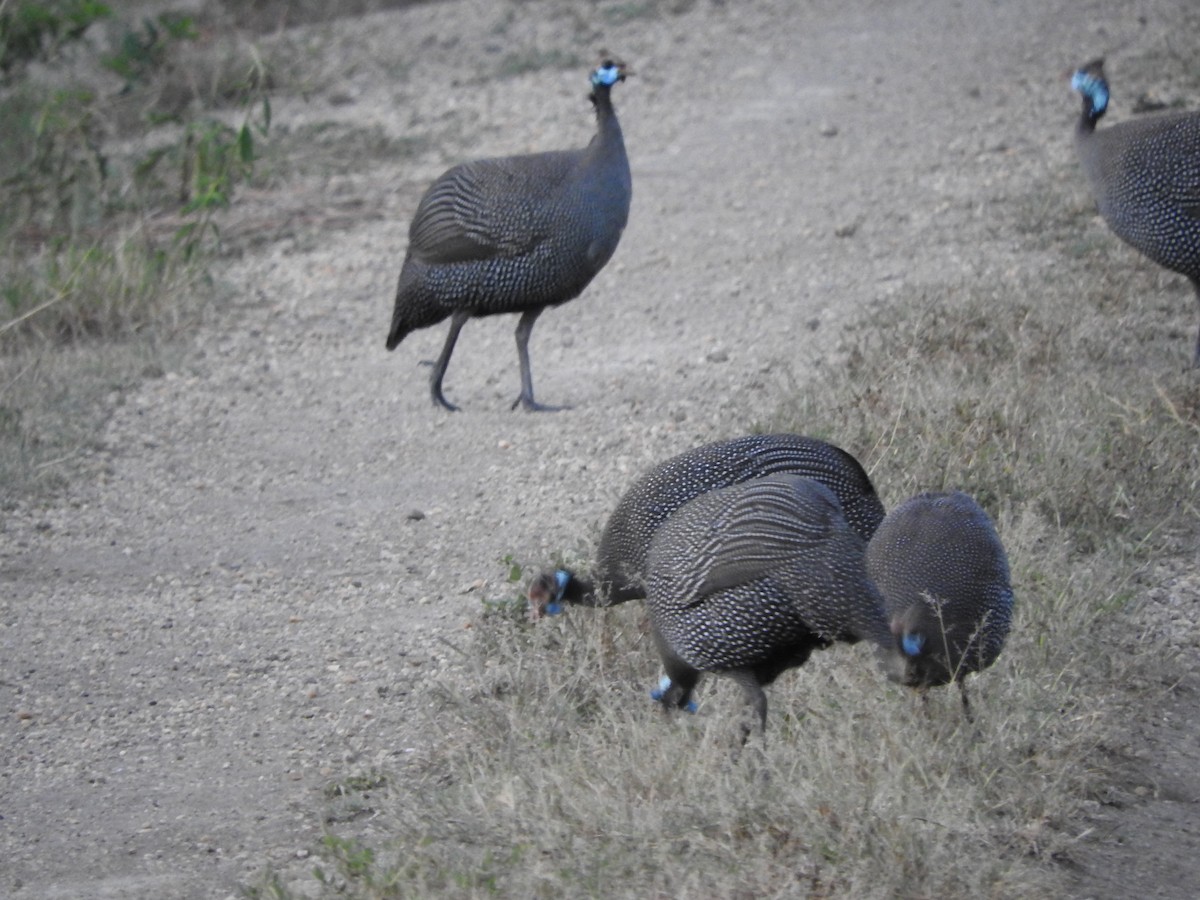 Helmeted Guineafowl - ML628723994