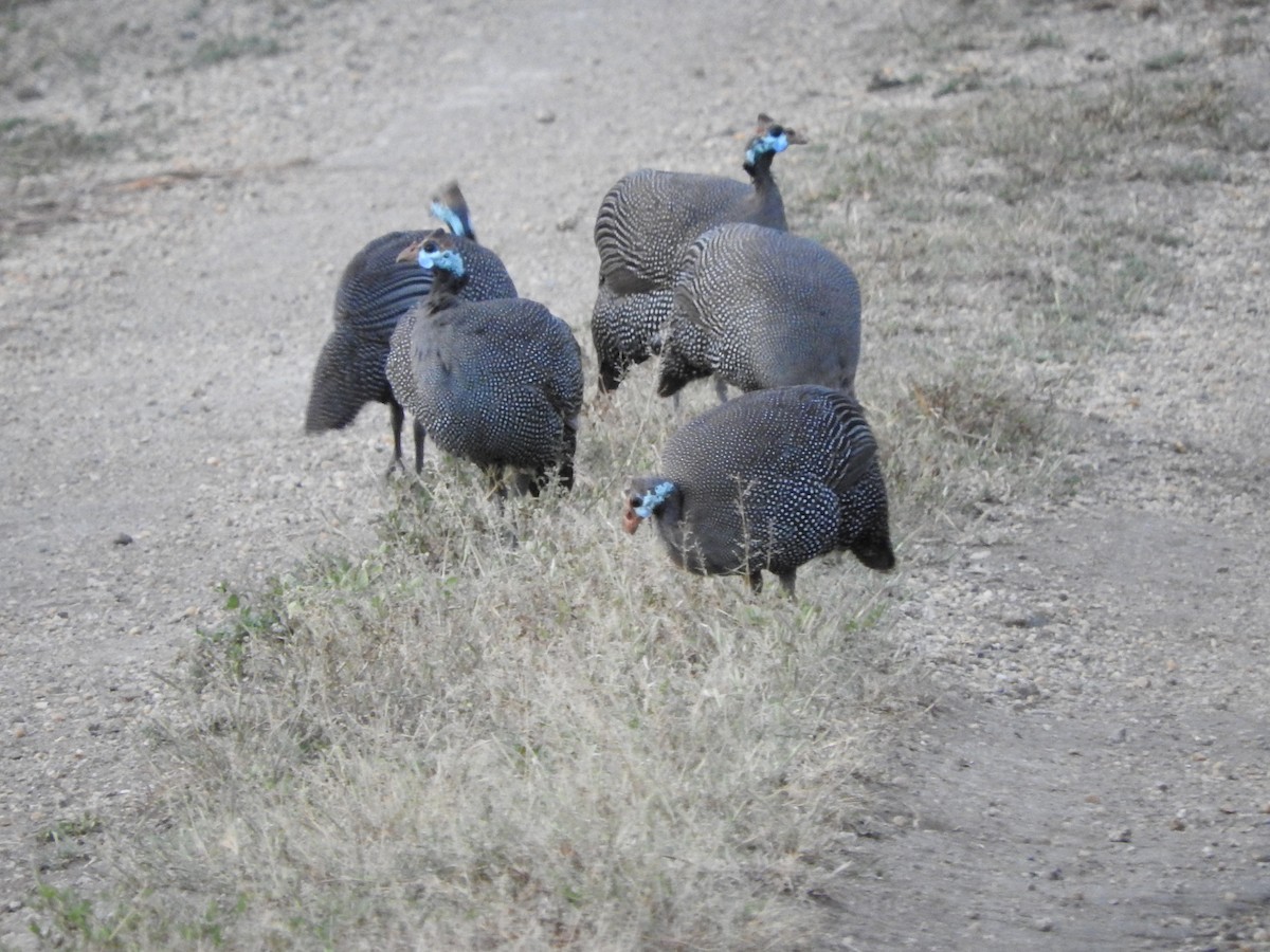 Helmeted Guineafowl - ML628723995