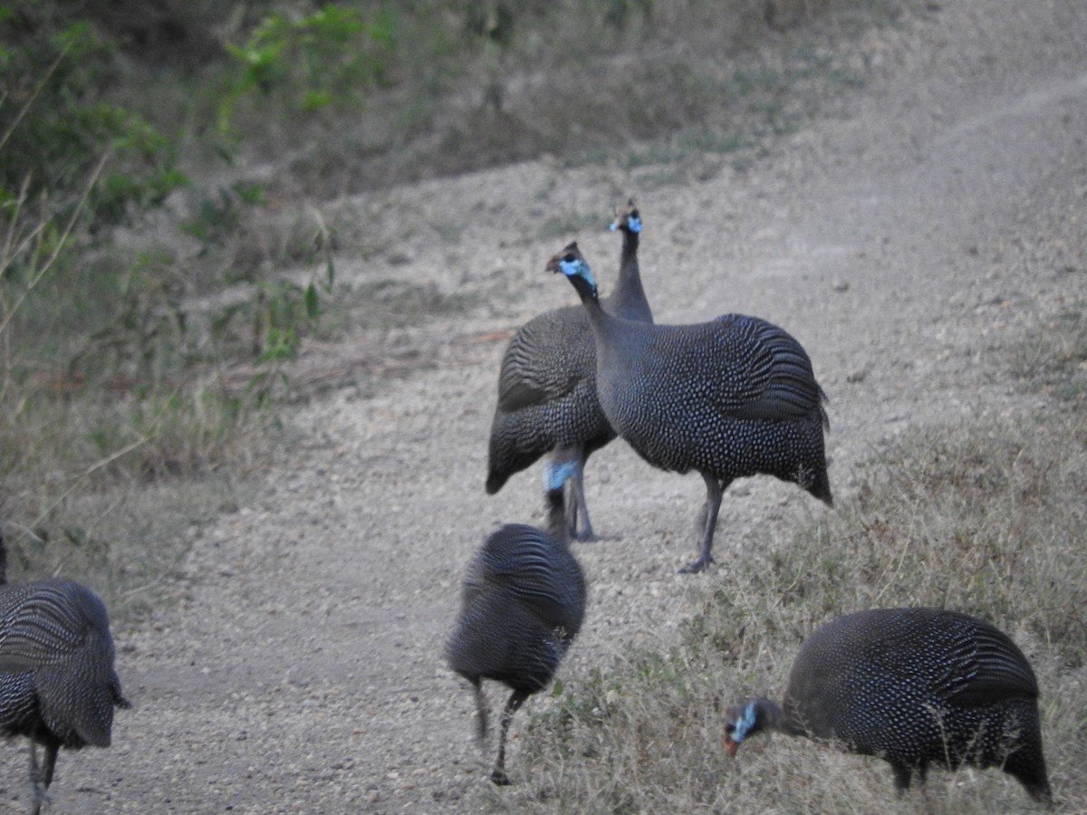 Helmeted Guineafowl - ML628723996