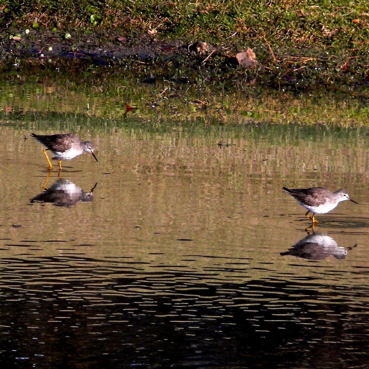 Lesser Yellowlegs - ML628724019