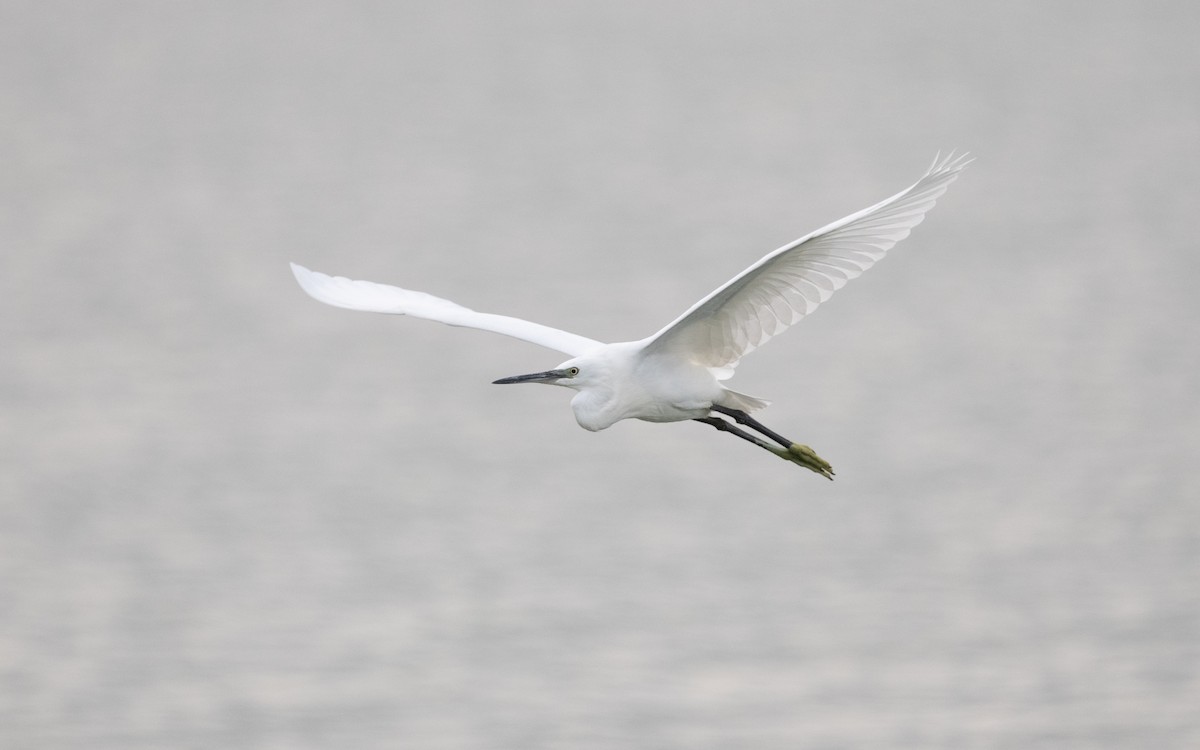 Little Egret - ML628724026