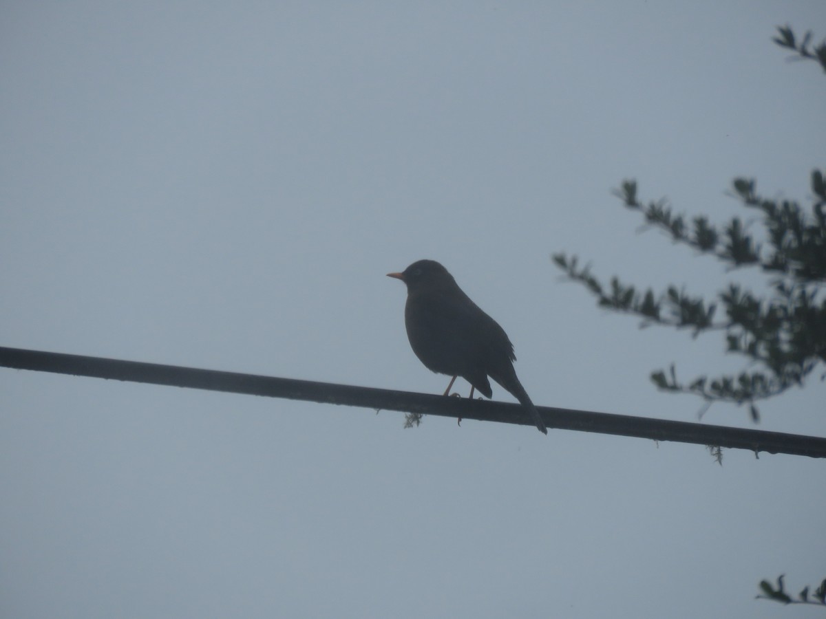 Sooty Thrush - ML628724035