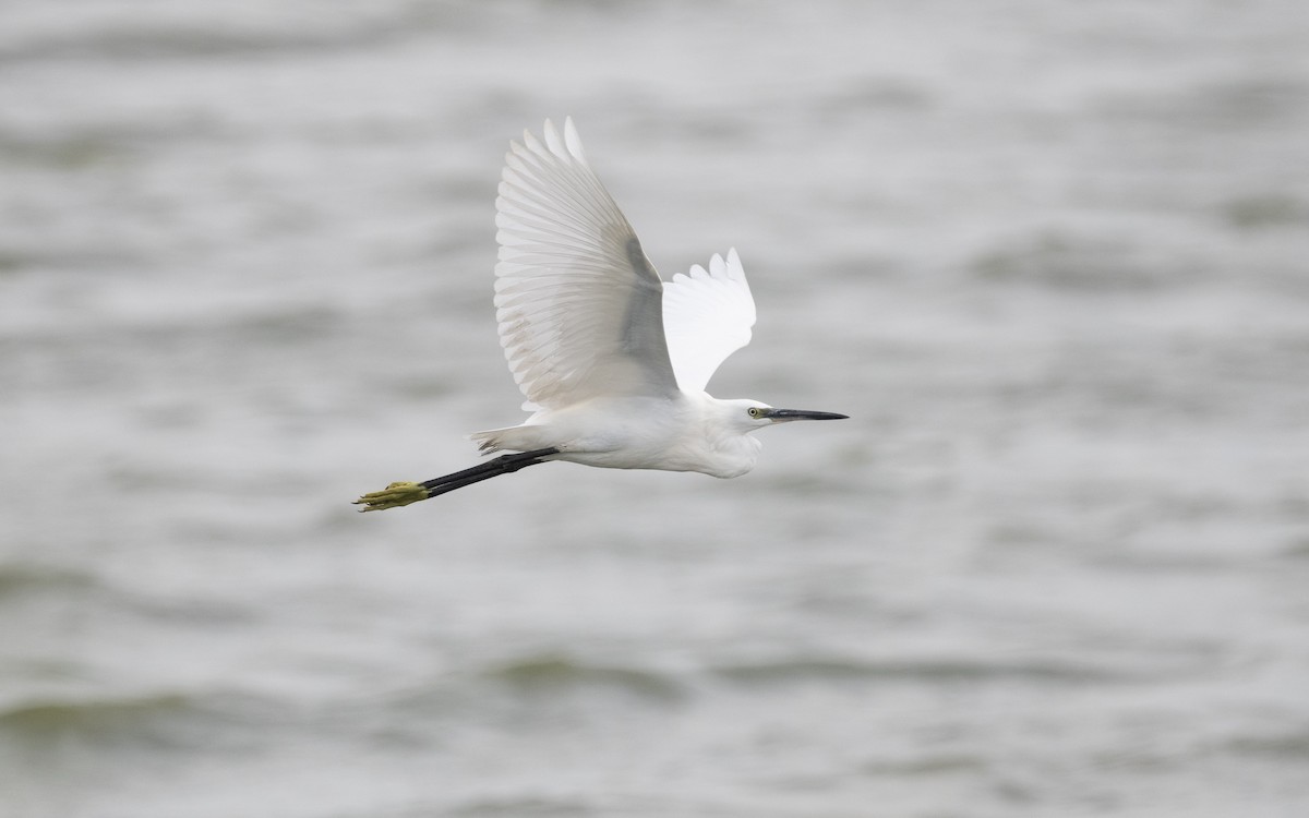 Little Egret - ML628724074