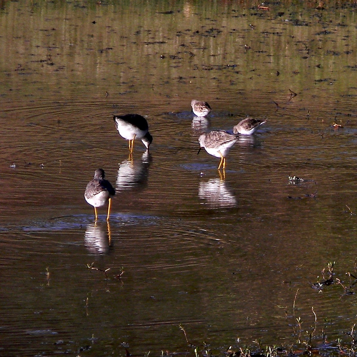 Lesser Yellowlegs - ML628724220