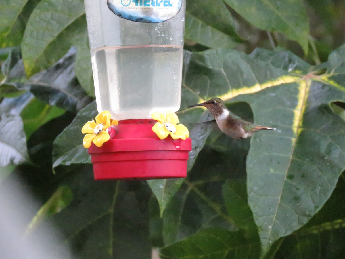 Volcano Hummingbird - ML628724395