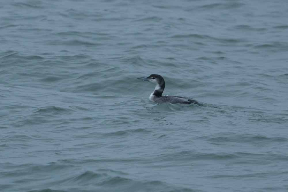 Common Loon - ML628724591