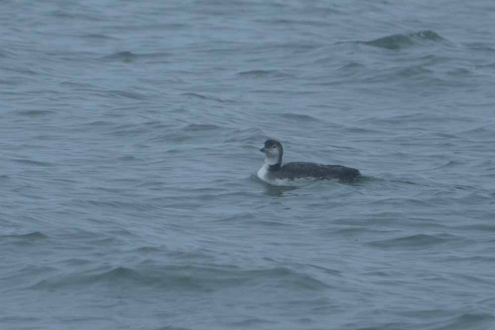 Common Loon - ML628724592