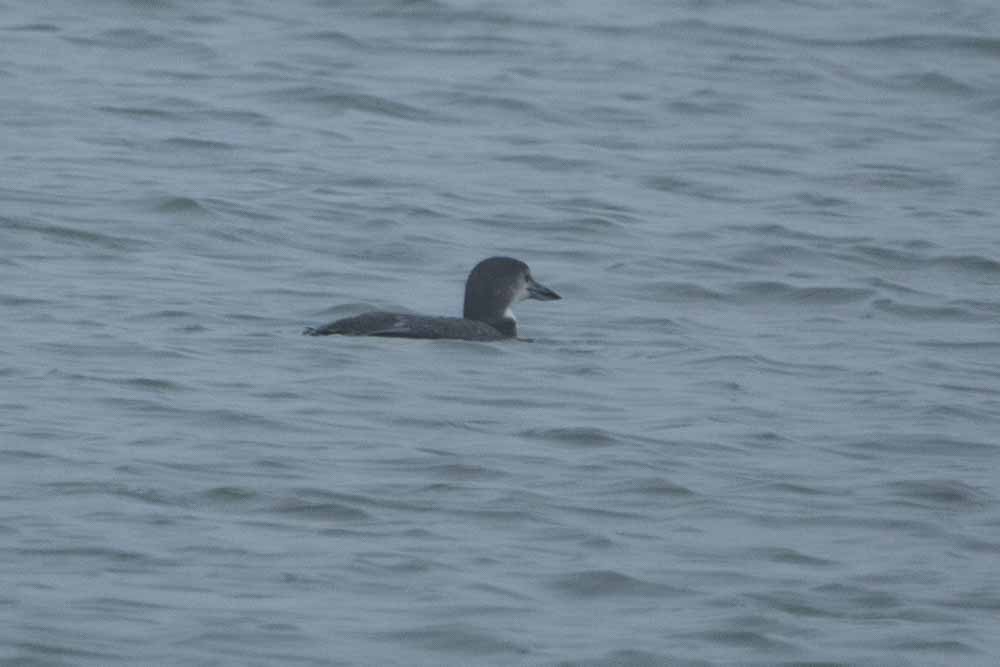 Common Loon - ML628724593