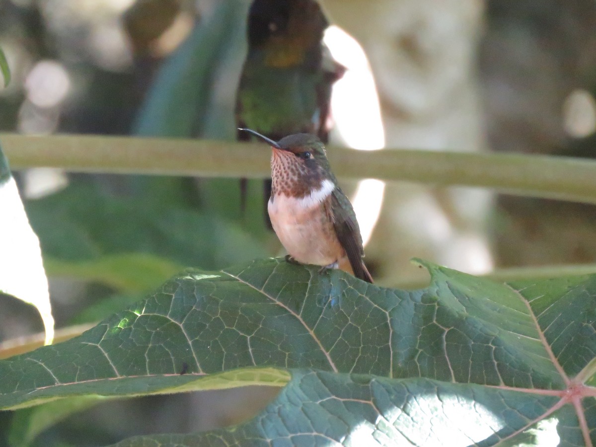 Volcano Hummingbird - ML628725054