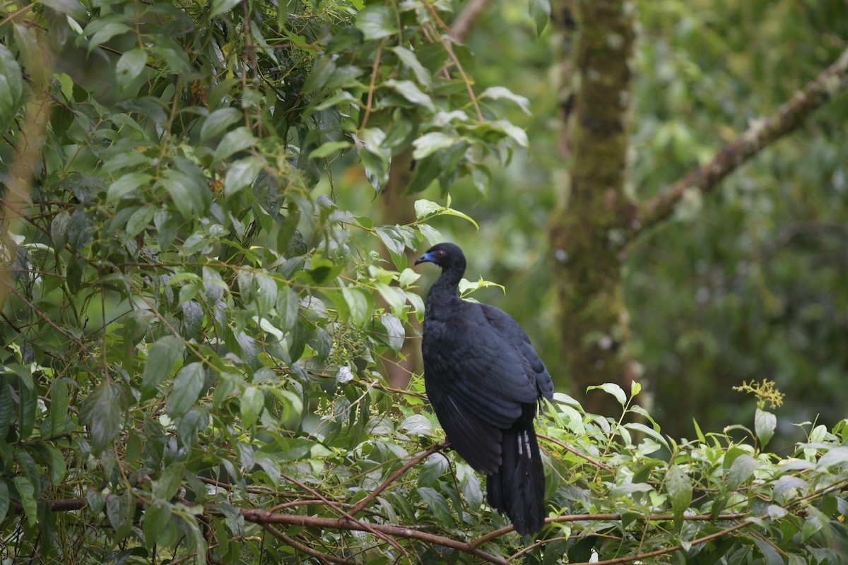 Black Guan - ML628725080