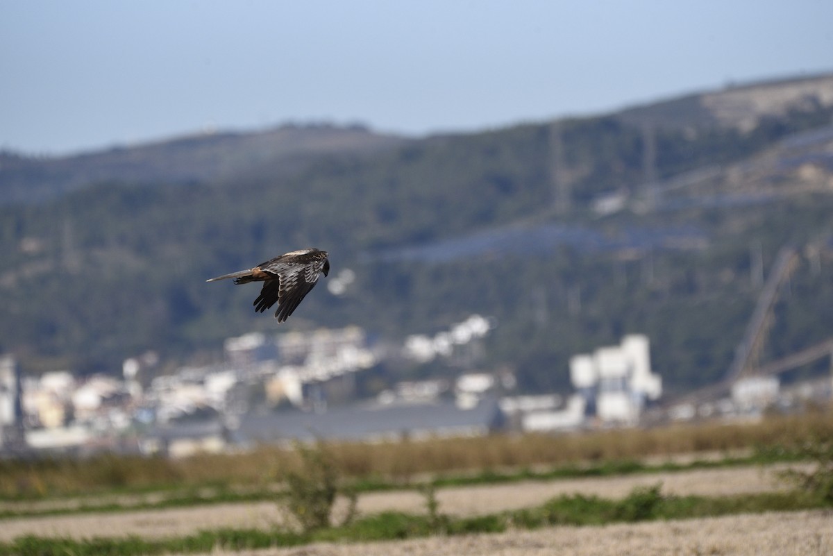 西方澤鵟 - ML628725194