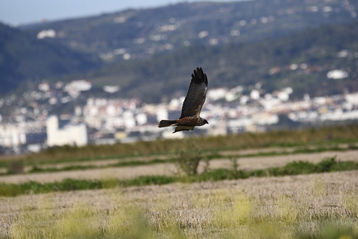 西方澤鵟 - ML628725195