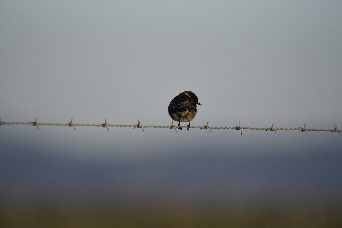 European Stonechat - ML628725255