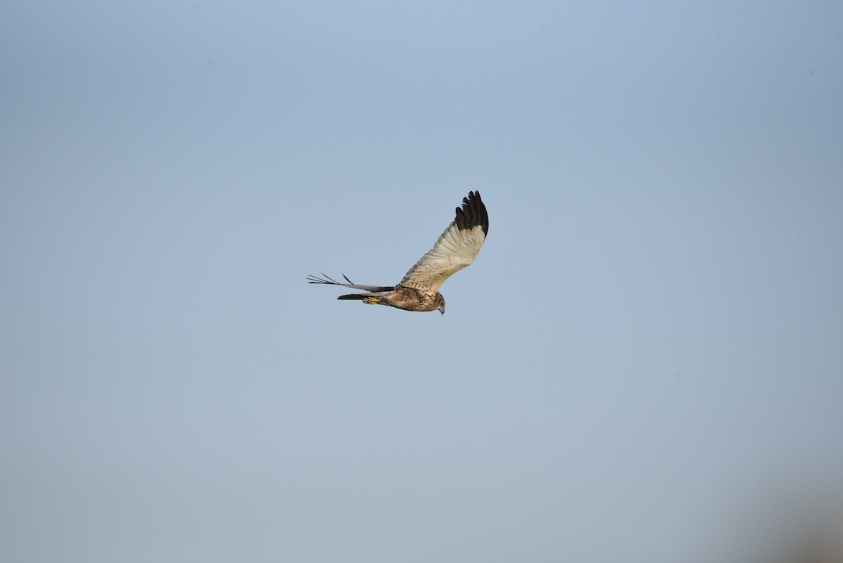 西方澤鵟 - ML628725287