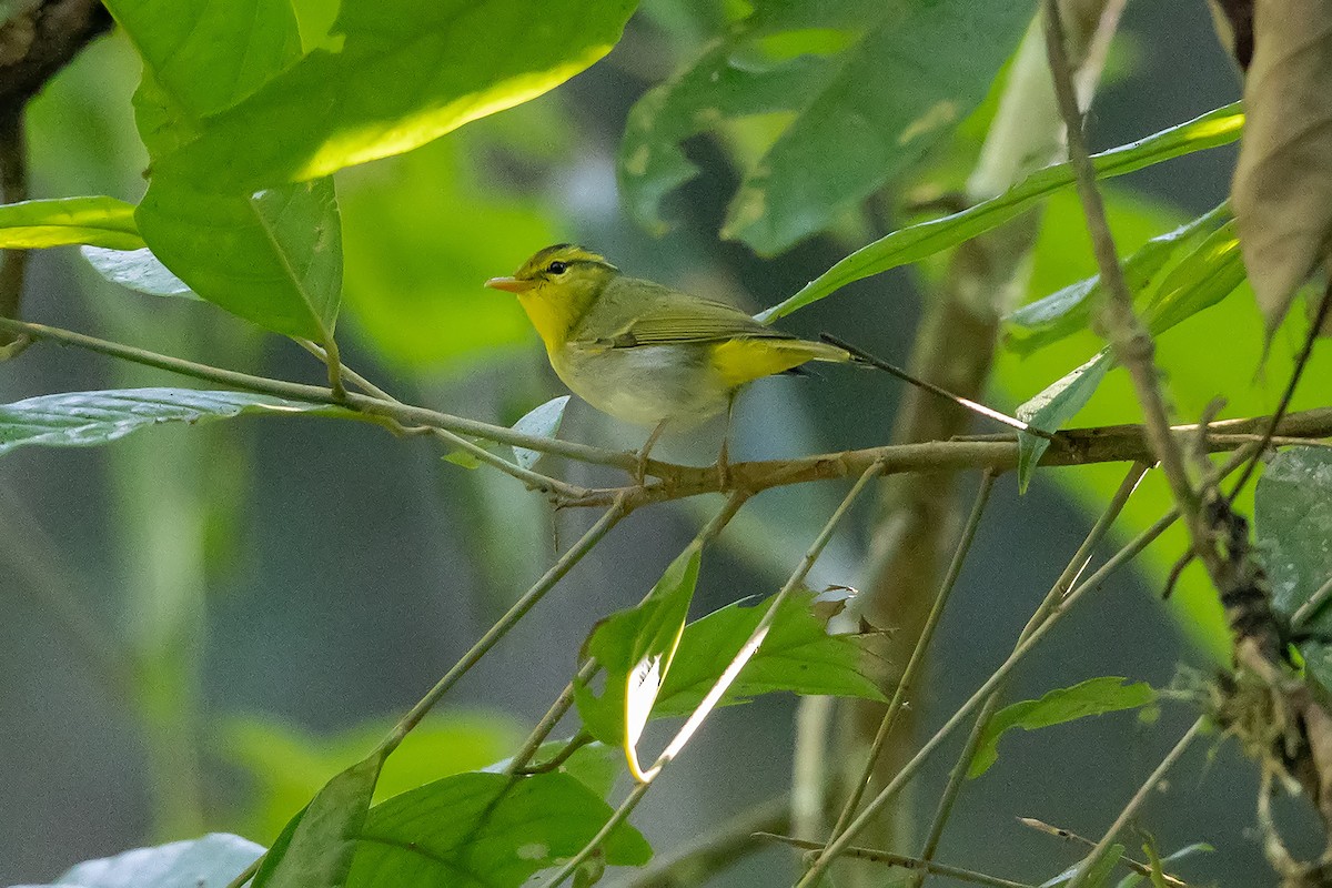 Yellow-vented Warbler - ML628725321