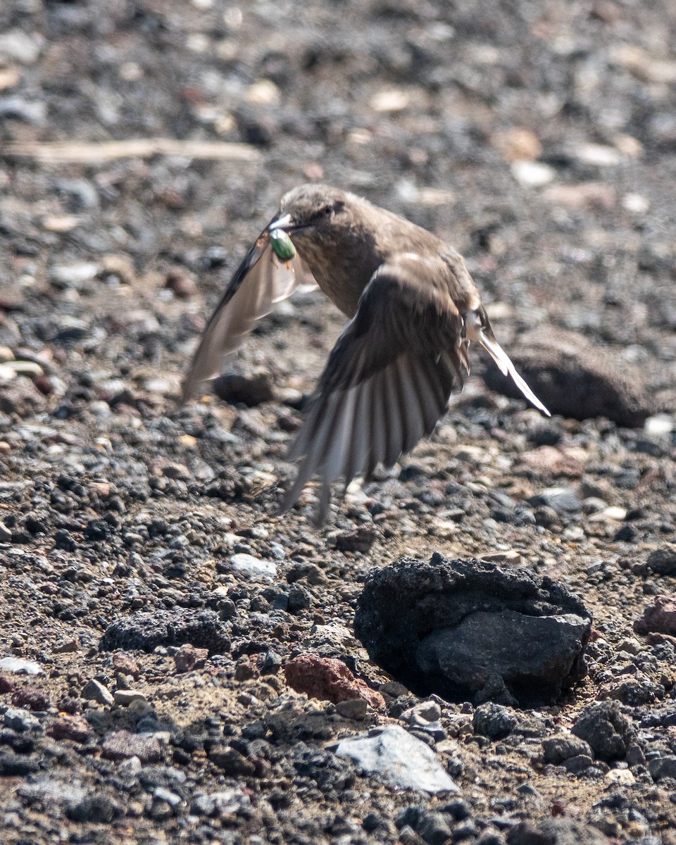 Black-billed Shrike-Tyrant - ML628725474