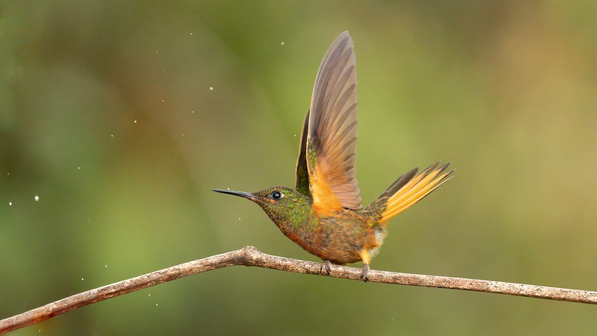 Chestnut-breasted Coronet - ML628725742