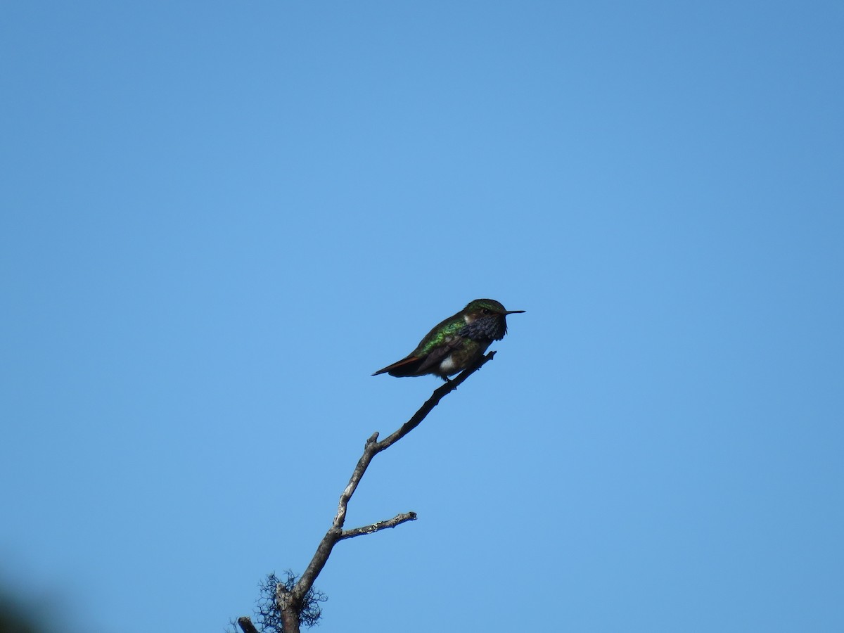 Volcano Hummingbird - ML628725821