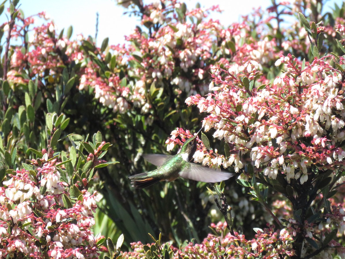 Volcano Hummingbird - ML628725845