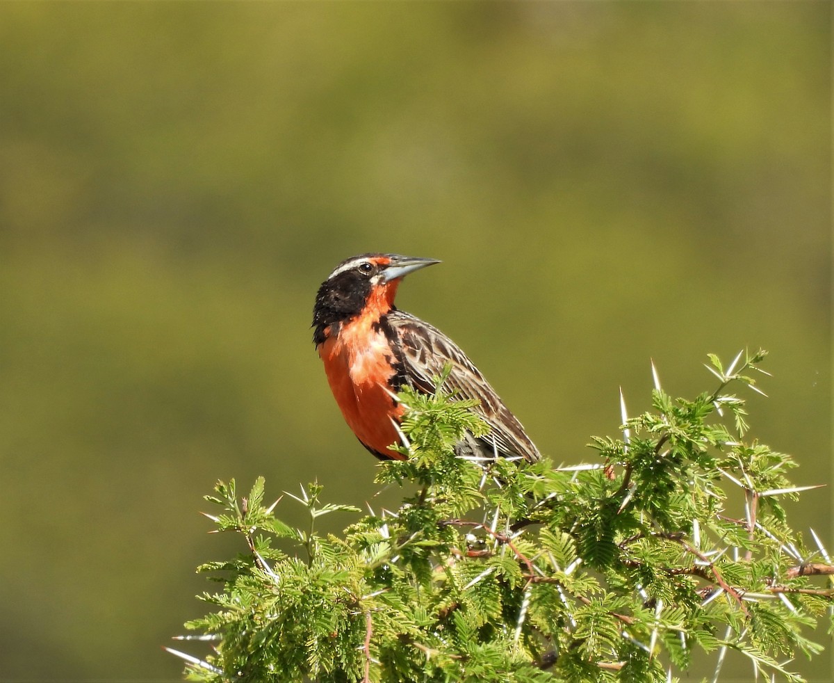 Long-tailed Meadowlark - ML628725850