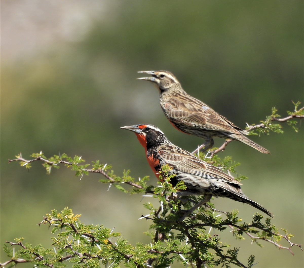 Long-tailed Meadowlark - ML628725865