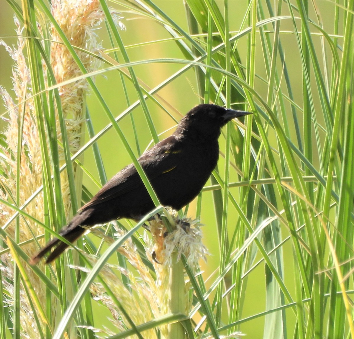 Yellow-winged Blackbird - ML628725878