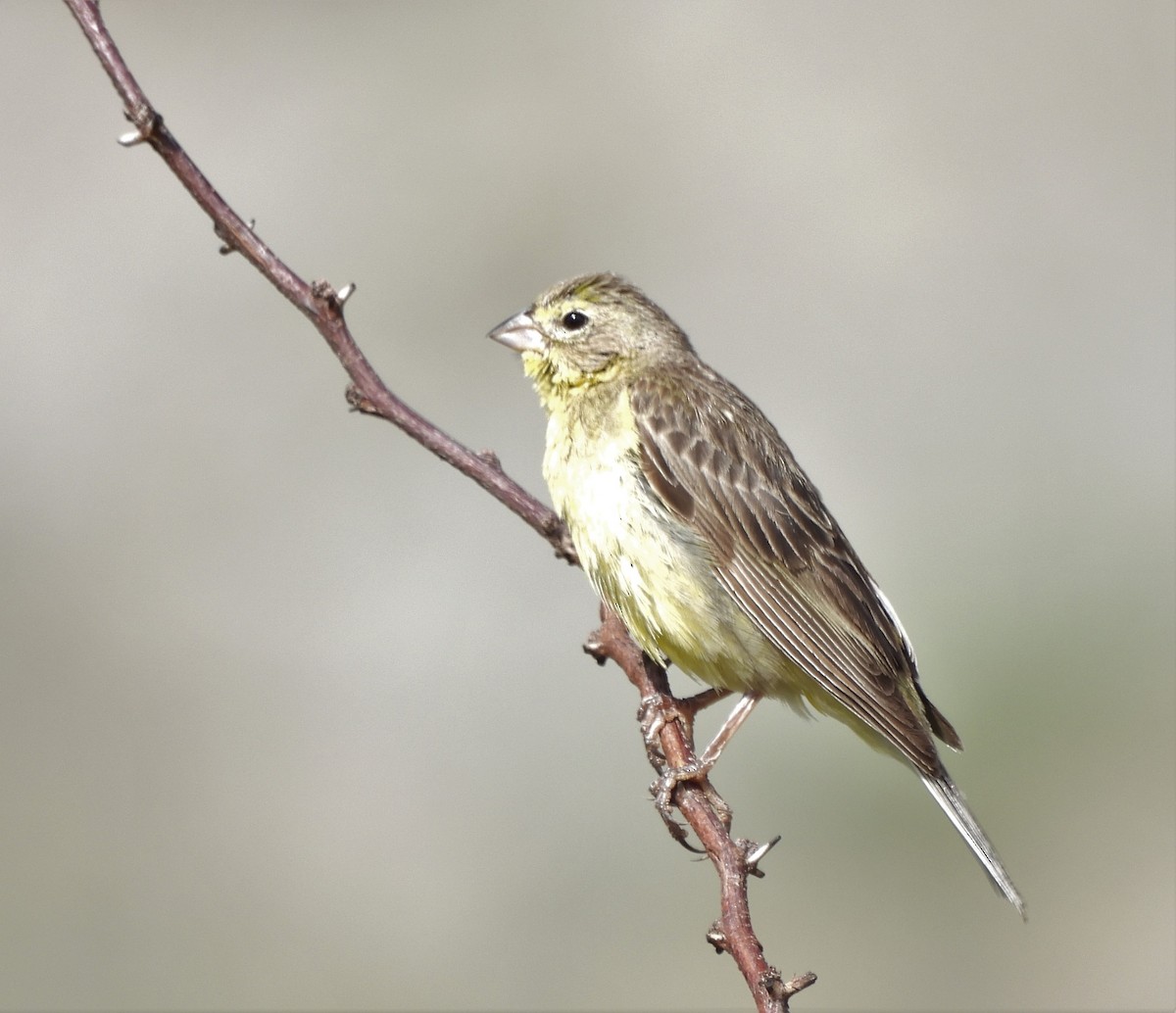 Grassland Yellow-Finch - ML628725894
