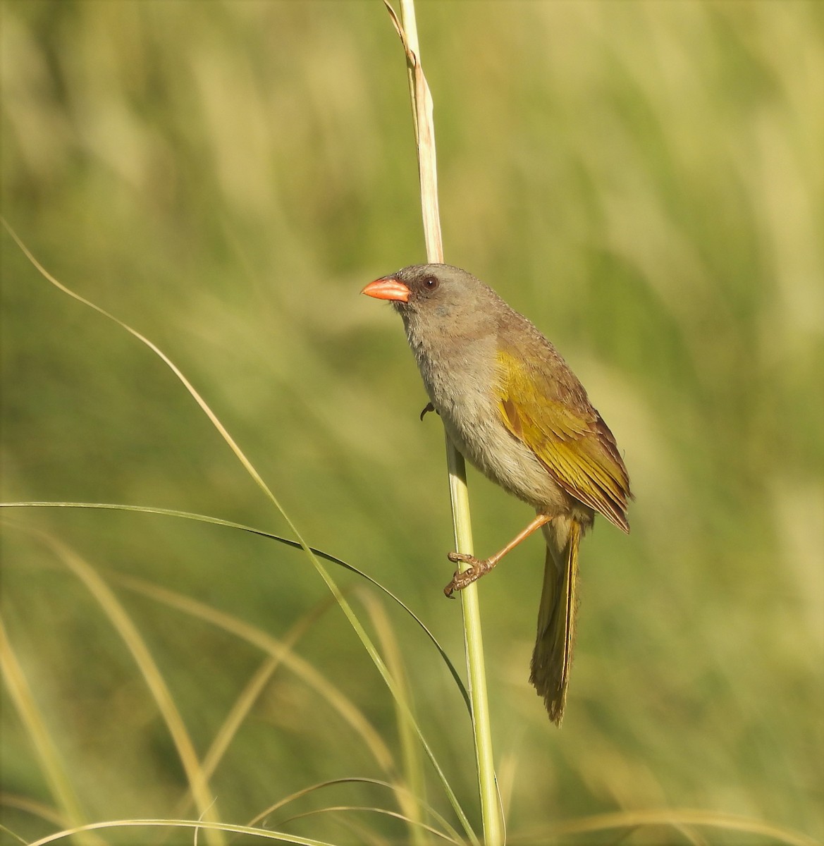 Great Pampa-Finch - ML628725897