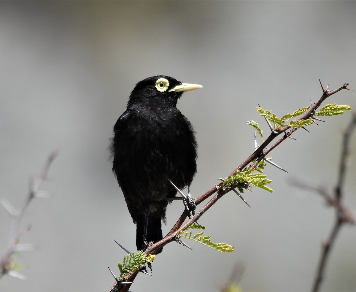 Spectacled Tyrant - ML628725922