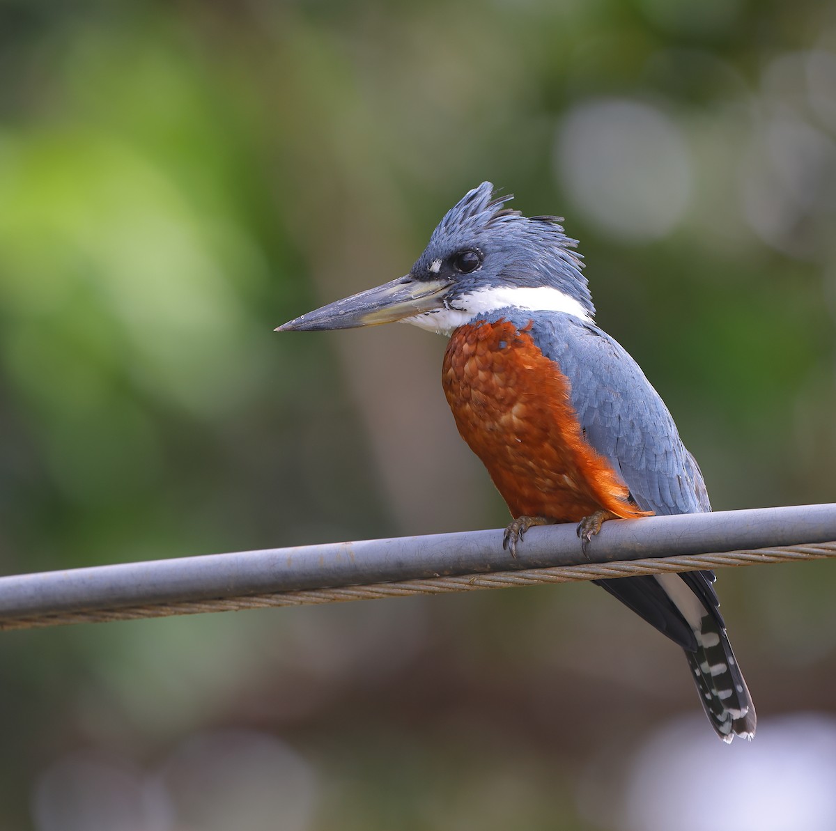 Ringed Kingfisher - ML628726130