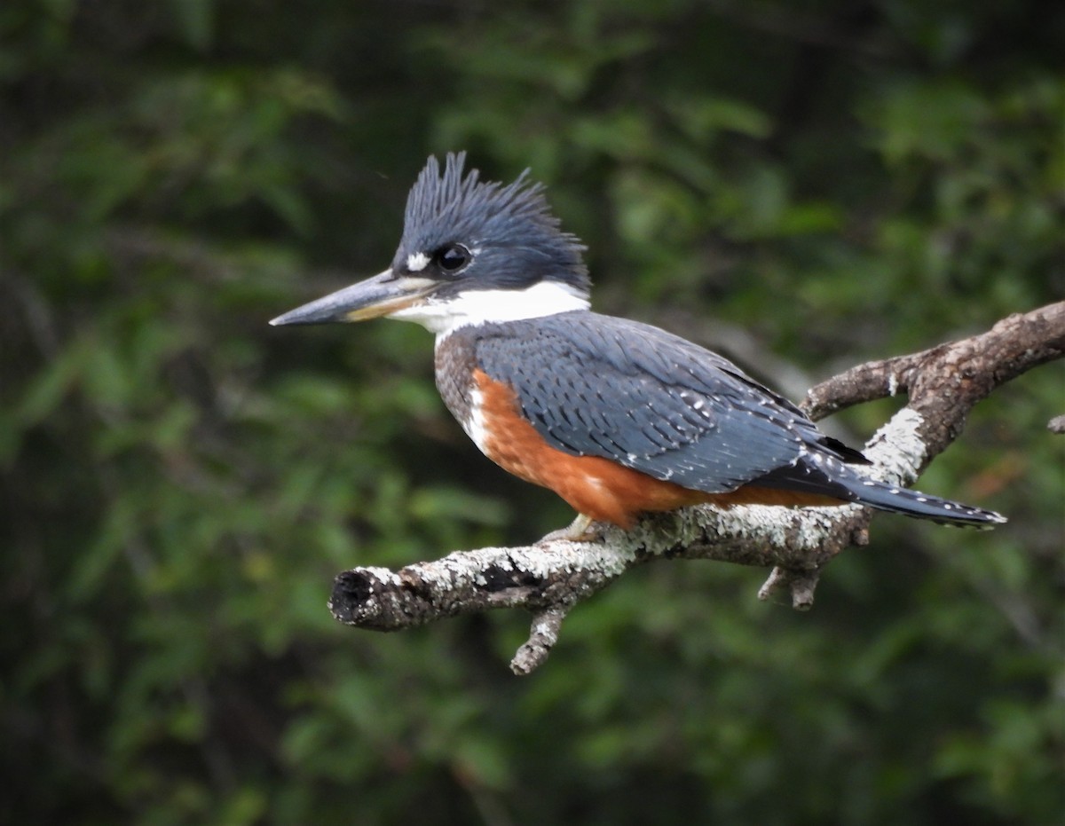 Ringed Kingfisher - ML628726253