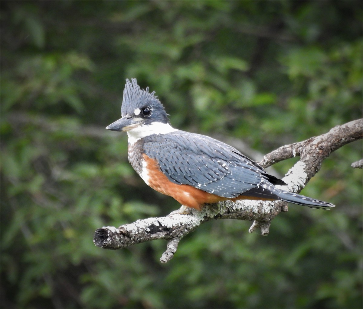 Ringed Kingfisher - ML628726254