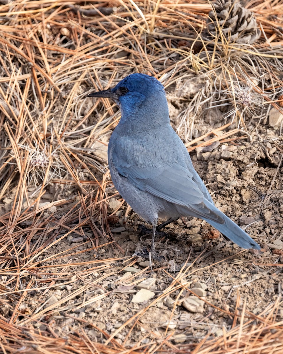 Geai des pinèdes - ML628726268