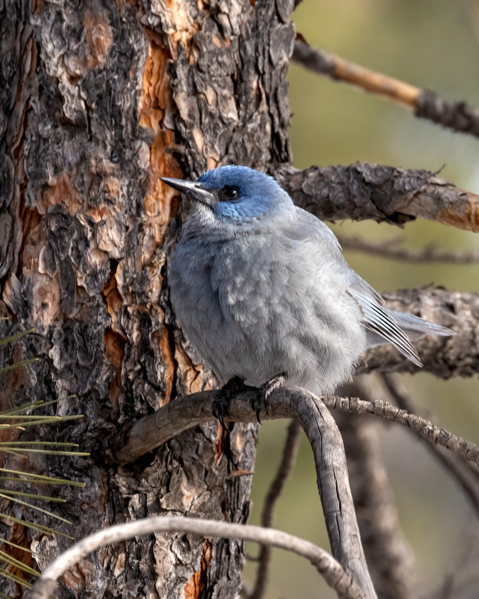 Geai des pinèdes - ML628726273