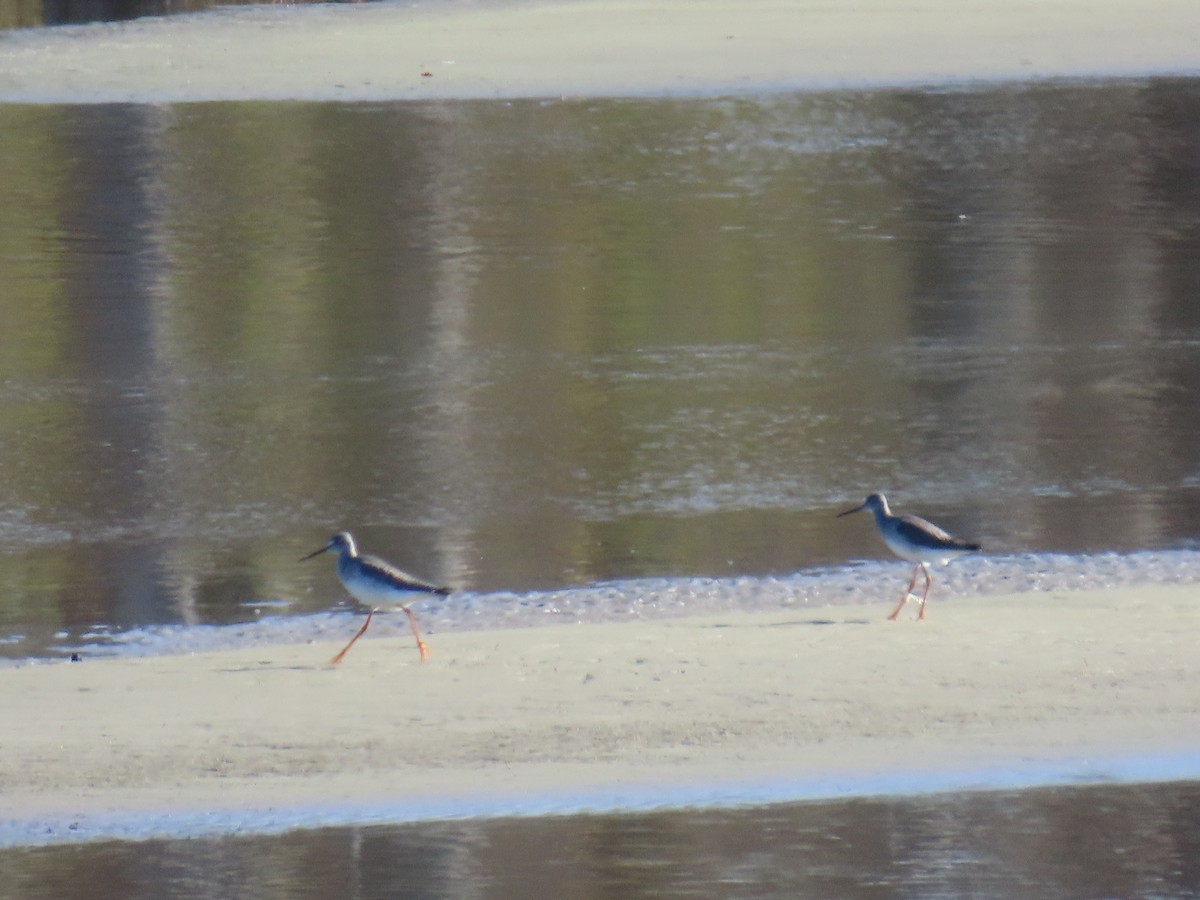 Lesser Yellowlegs - ML628726327