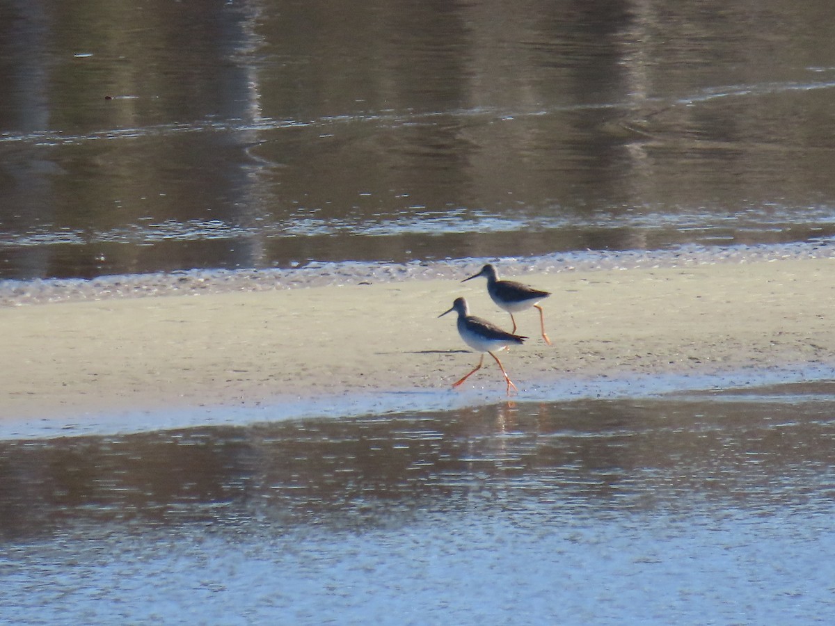 Lesser Yellowlegs - ML628726328