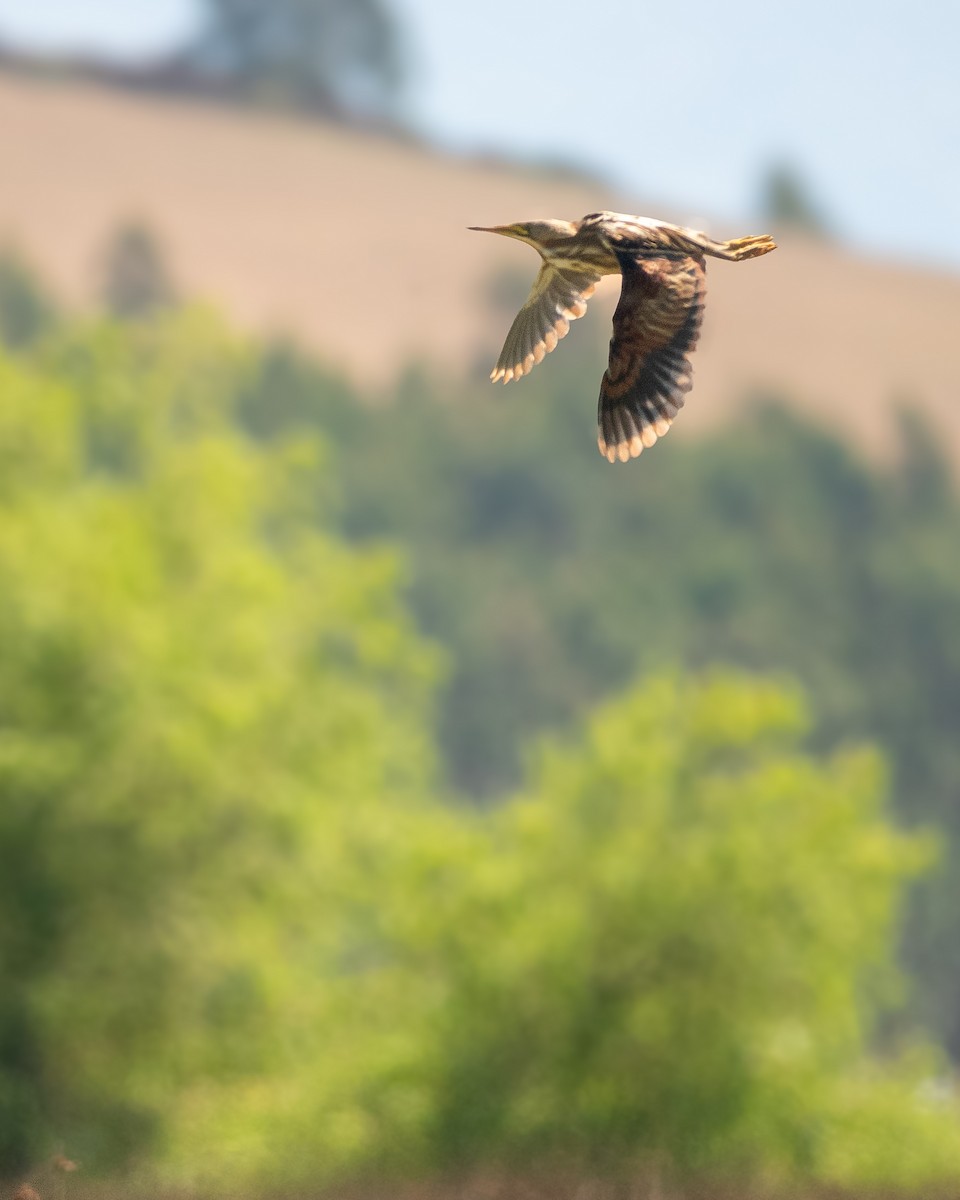 Streifendommel - ML628726332