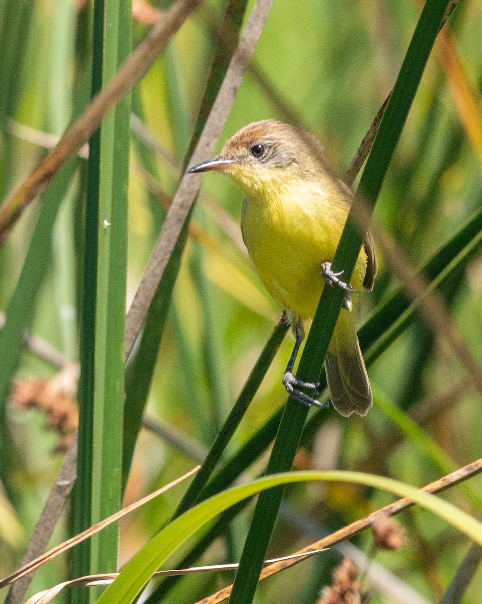 Tickersumpftyrann - ML628726343