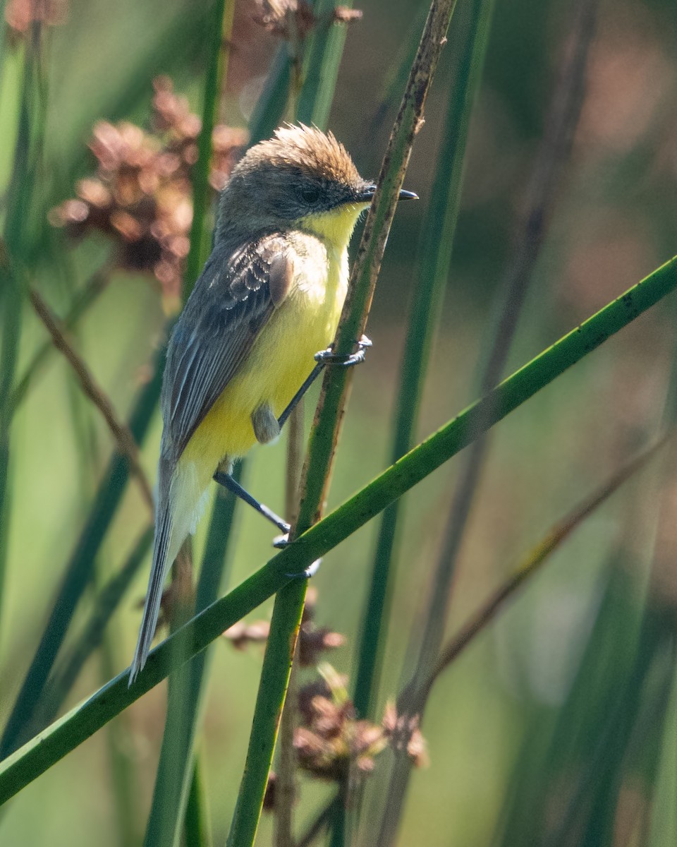 Tickersumpftyrann - ML628726344