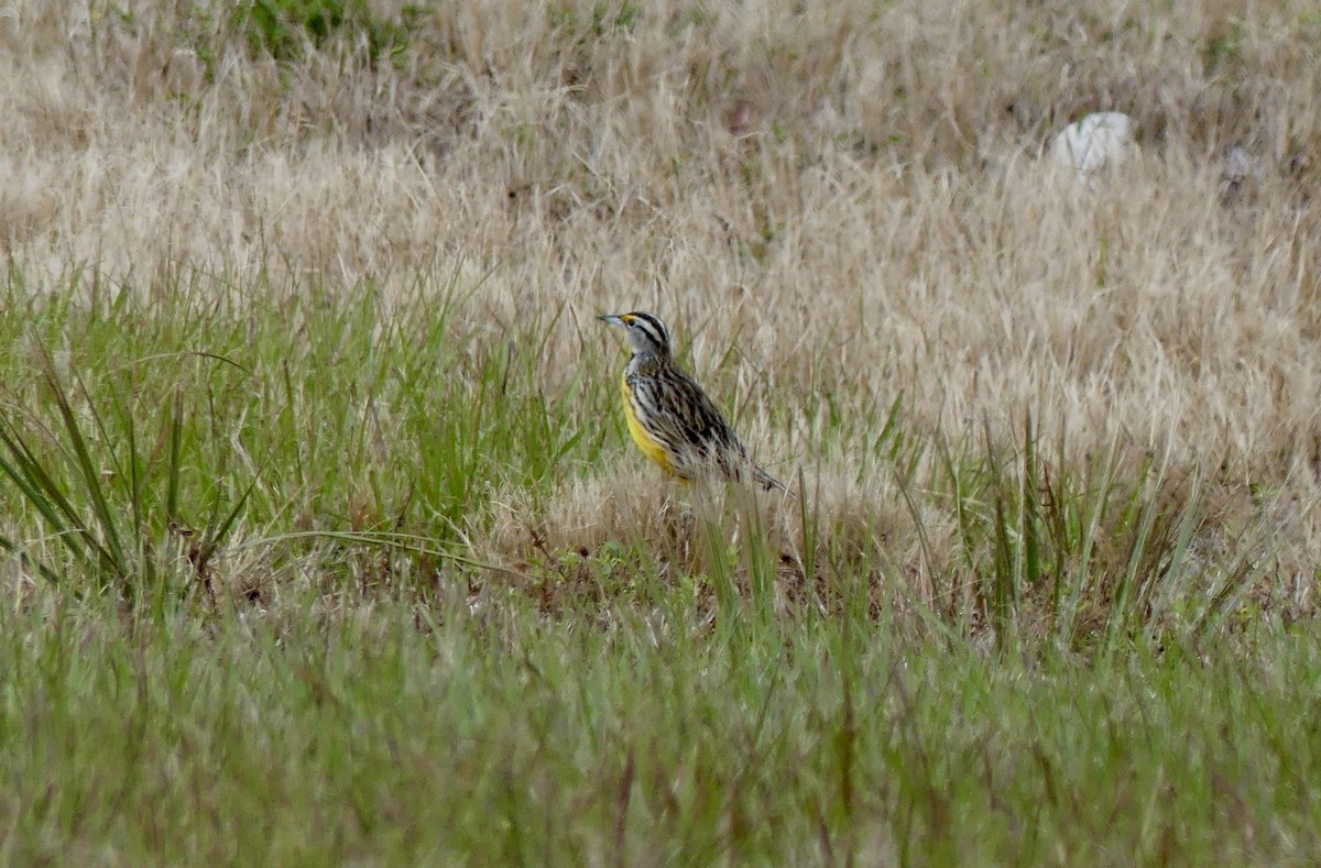 Eastern Meadowlark (Eastern) - ML628726538