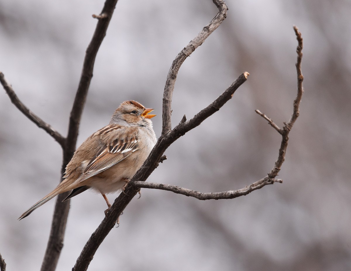 White-crowned Sparrow - ML628726657