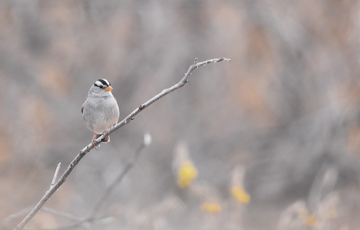 White-crowned Sparrow - ML628726658