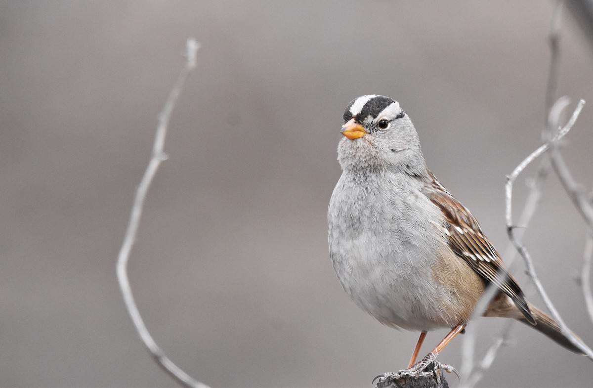 White-crowned Sparrow - ML628726659