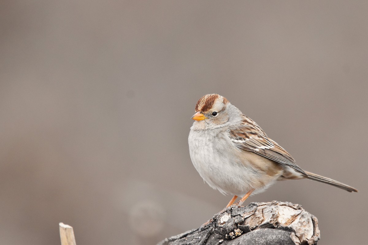 White-crowned Sparrow - ML628726660