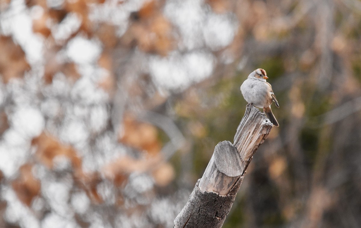 White-crowned Sparrow - ML628726661